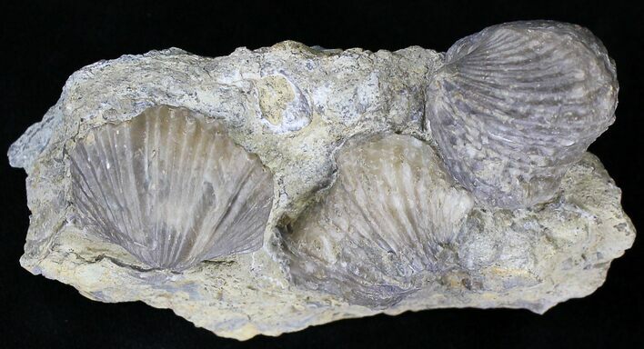 Platystrophia Brachiopods Fossil From Kentucky #21815